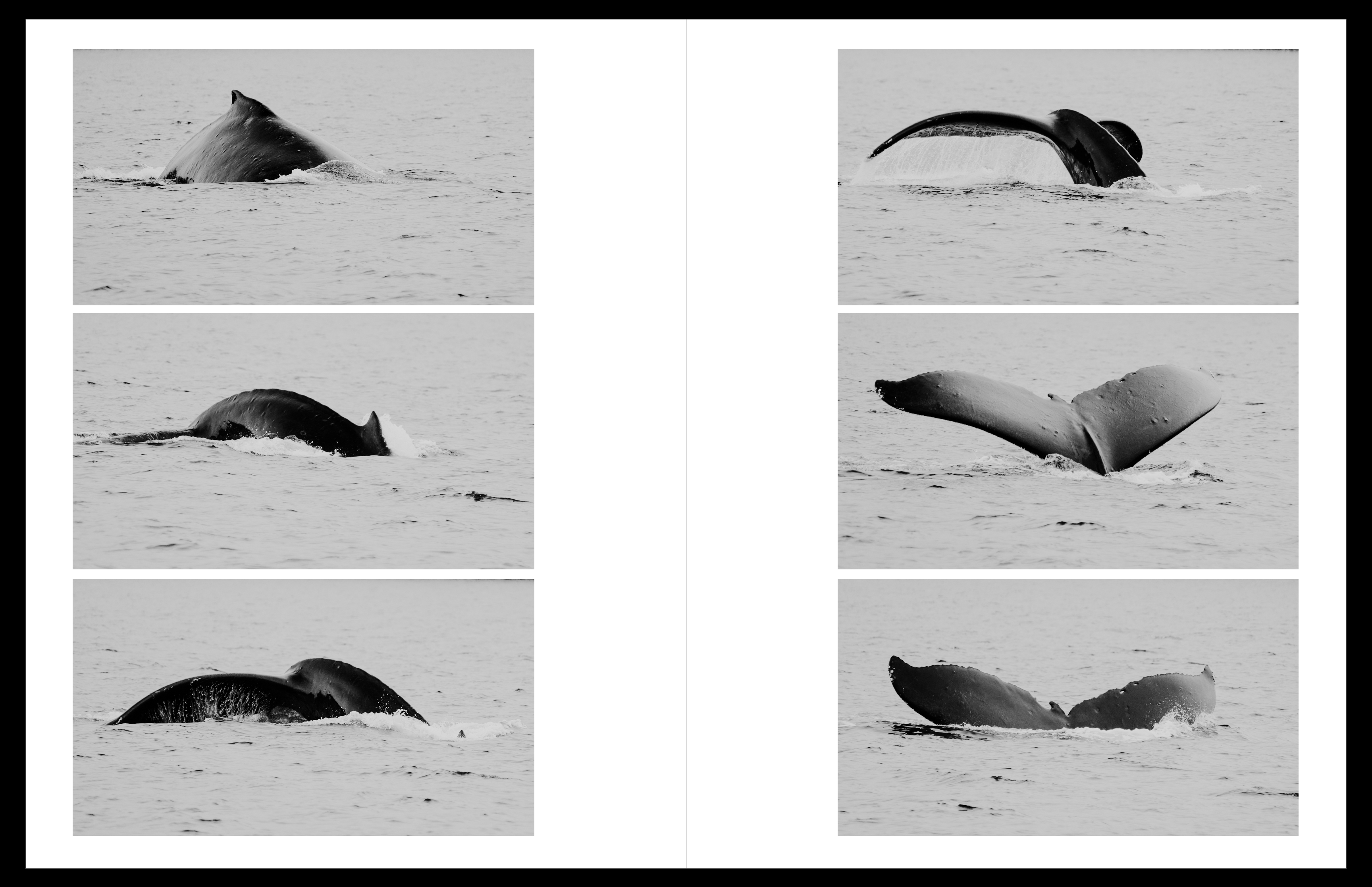 Preorder: The Northern Voyage in Hardcover